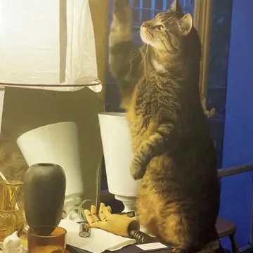 ランプの上の虫を追うチグル