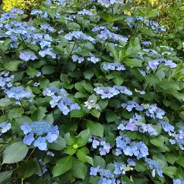 西国八番霊場　総本山 長谷寺　紫陽花
