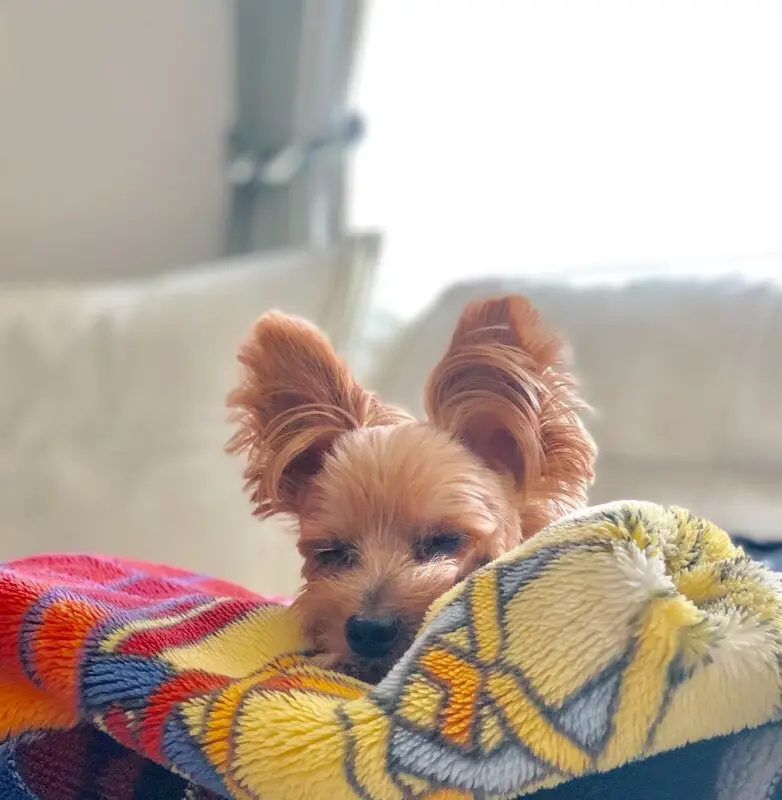 エクラ 華組　豊田真由美さんの愛犬