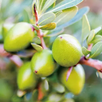 アルガン幹細胞エキス
