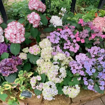 横浜イングリッシュガーデン内の紫陽花