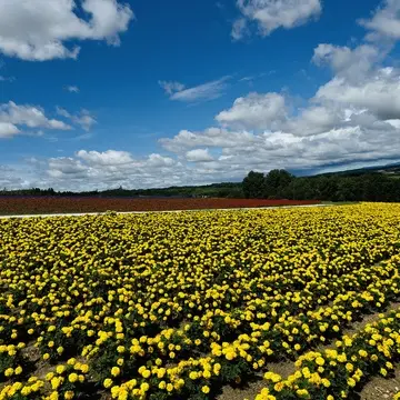 中富良野の花畑