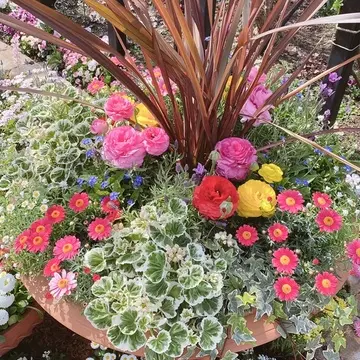 横浜イングリッシュガーデン園内の花