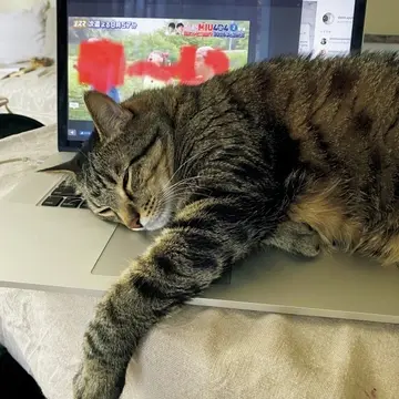 PCを開くと寄ってくるタイプ