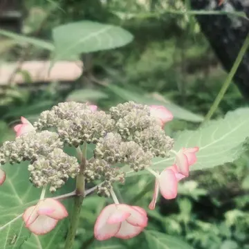 ピンクの紫陽花