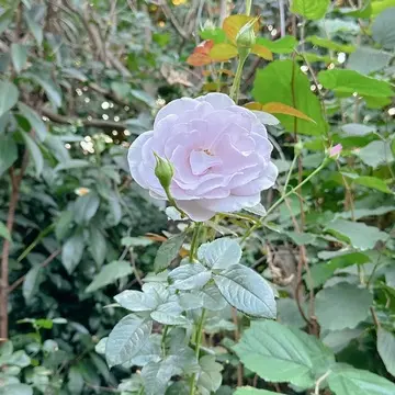 横浜イングリッシュガーデンの薔薇