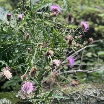 イザヤタイムアンドスペース　北鎌倉　古民家カフェ　