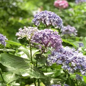 長谷寺　あじさい　整理券　あじさい路