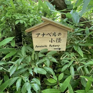 一条恵観山荘　アナベルの小径　アナベル