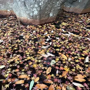 炭酸泉源にあった美しい落ち葉