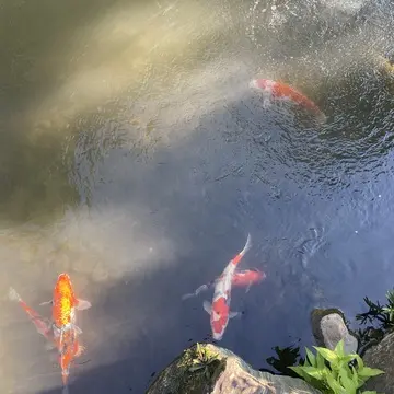 お庭の鯉