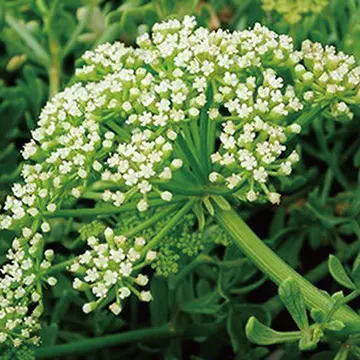 クリスマムマリチマムカルス