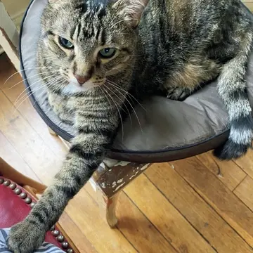 雄弁な前脚でかまってアピール