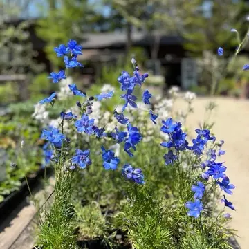 コピスガーデン