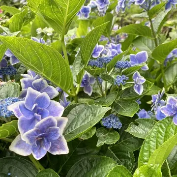 花の周りが白い紫陽花