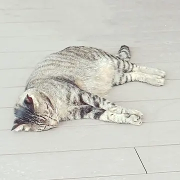 沖縄 瀬長島の猫