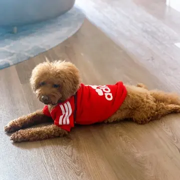 サンクチュアリコート琵琶湖　ベネチアンモダンリゾート　ドッグラン