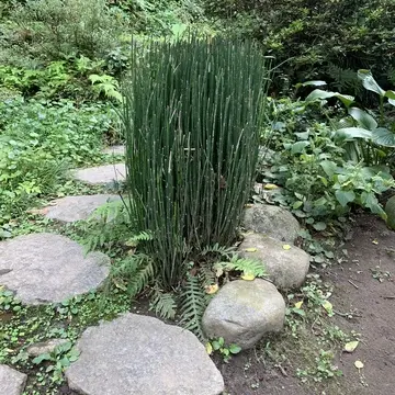 イザヤタイムアンドスペース　北鎌倉古民家カフェ　鎌倉カフェ　庭