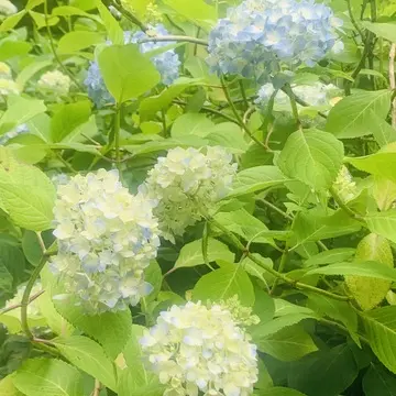明月院の紫陽花