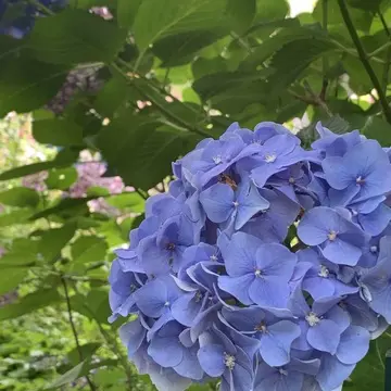 明月院の紫陽花　青