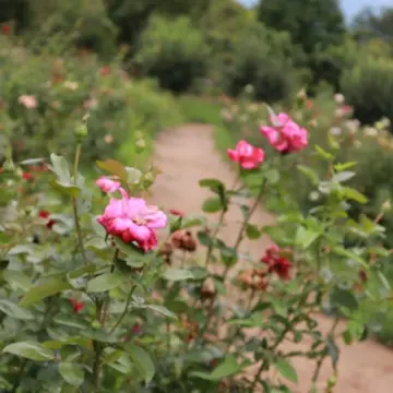 ハイジの村　王様のバラ園