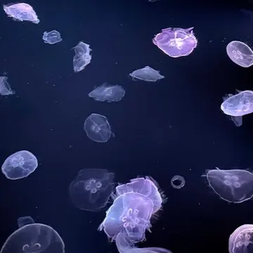 浅草の可愛いスィーツ食べ歩き＆カフェへ。の画像_2