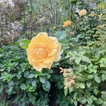 横浜イングリッシュガーデンの薔薇