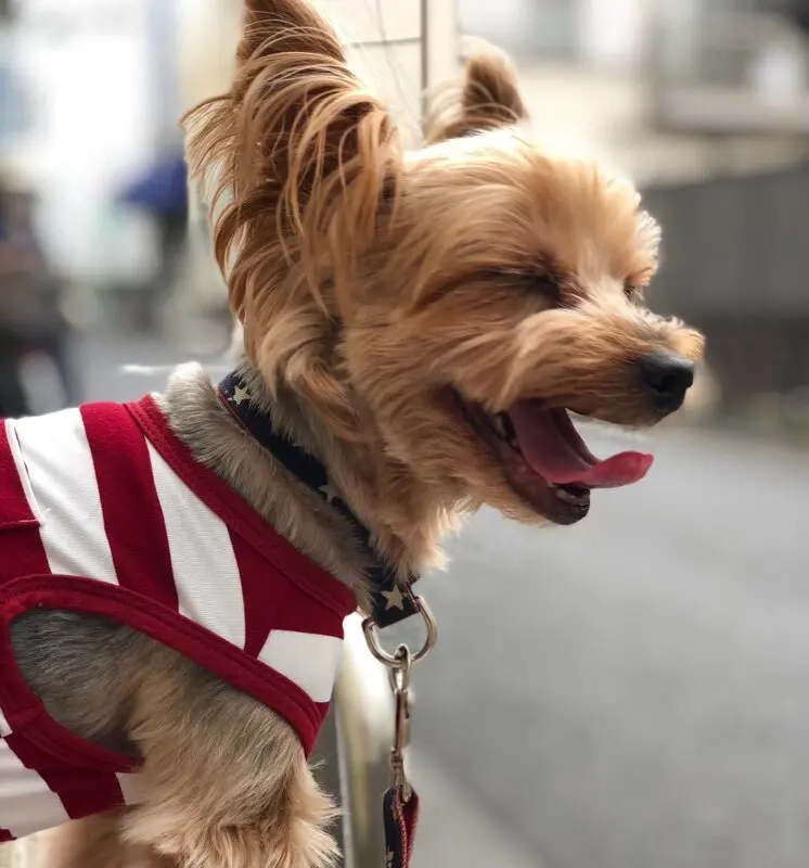 エクラ 華組　豊田真由美さんの愛犬