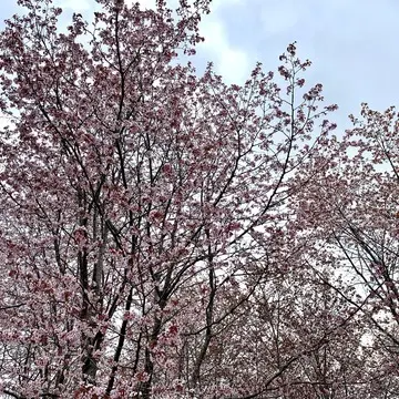 有島地区の桜