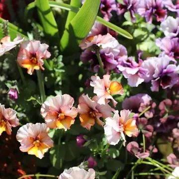 ヌーヴェルヴァーグ