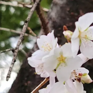 熱田神宮　桜