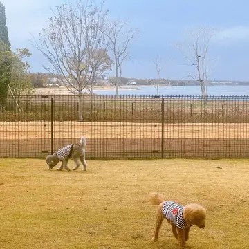 サンクチュアリコート琵琶湖　ベネチアンモダンリゾート　ドッグラン