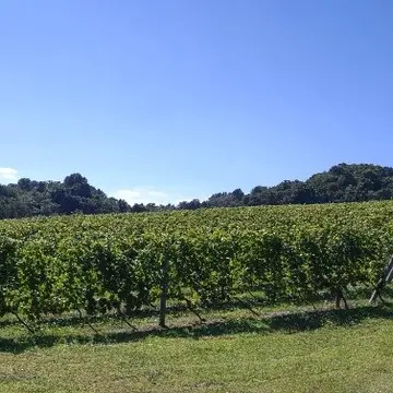 OcciGabi（オチガビワイナリー）のぶどう畑