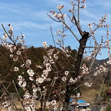 いろんな梅が見られます