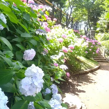 横浜元町、港の見える丘公園、紫陽花