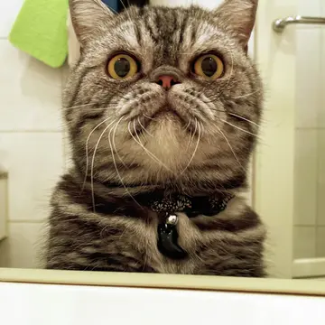 バスタイムには2匹とも、「まだ？」とのぞきにくるそう