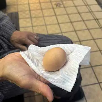 温泉はんたい卵