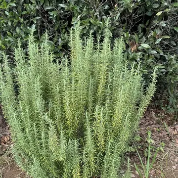 九十九里ハーブガーデン