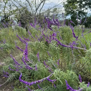 九十九里ハーブガーデン