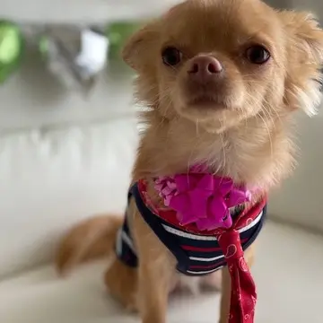 可愛いわんちゃんのお誕生日ケーキ❤の画像_2