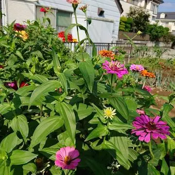 色とりどりの百日草