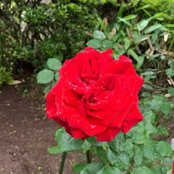 レッドクイーン