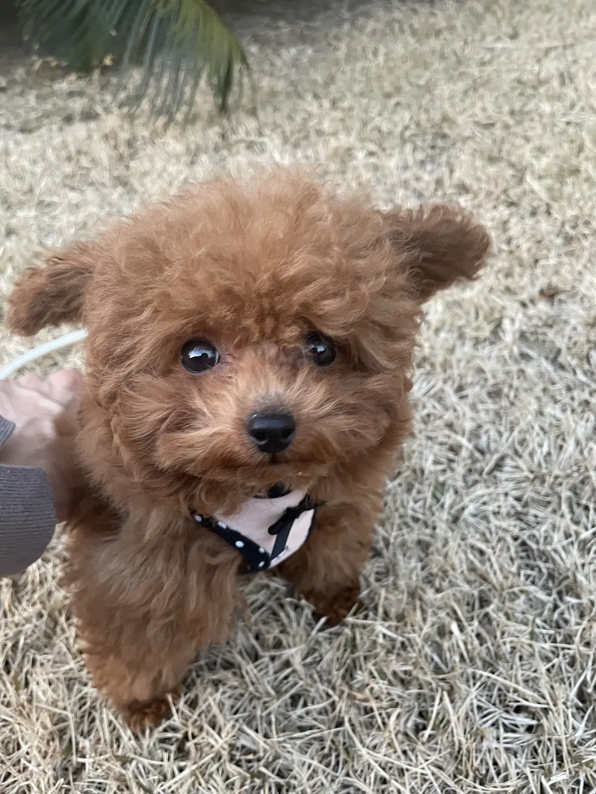 エクラ 華組　鈴木たま江さんの愛犬