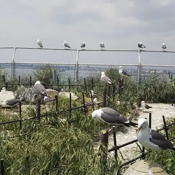 蕪嶋神社　ウミネコ