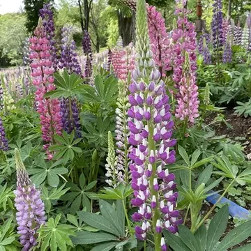 埼玉県森林公園「ルピナス」