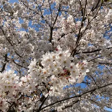 春の揺れスカートの画像_4