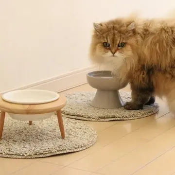 チンチラゴールデン　猫　猫の日