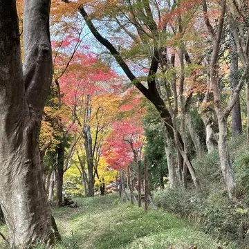 京都　八瀬　もみじの小径