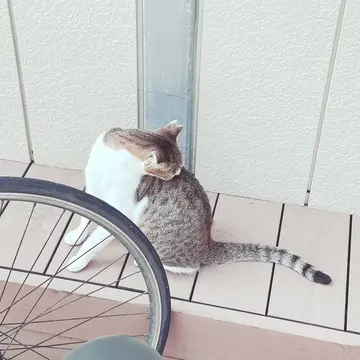 沖縄 瀬長島の猫