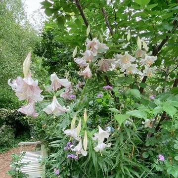 横浜イングリッシュガーデン内の百合